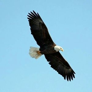 Meet your Posher, Gurmel